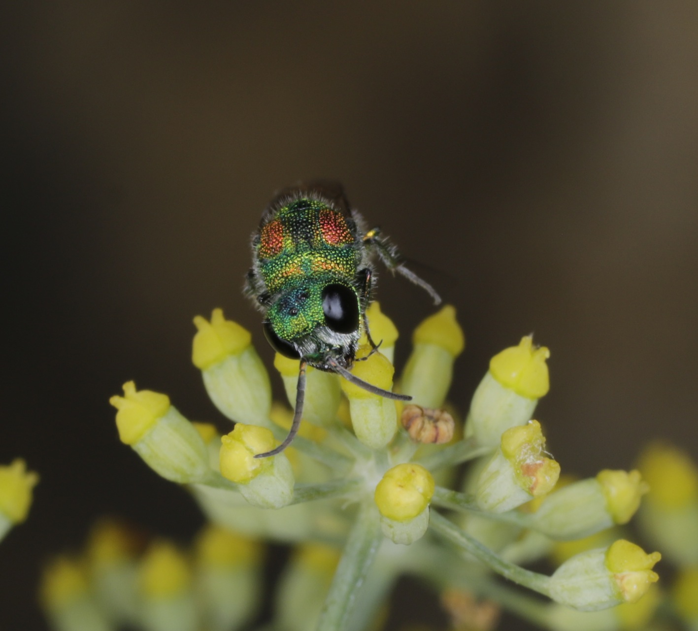 Chrysididae da identificare: Chrysis grohmanni krkiana